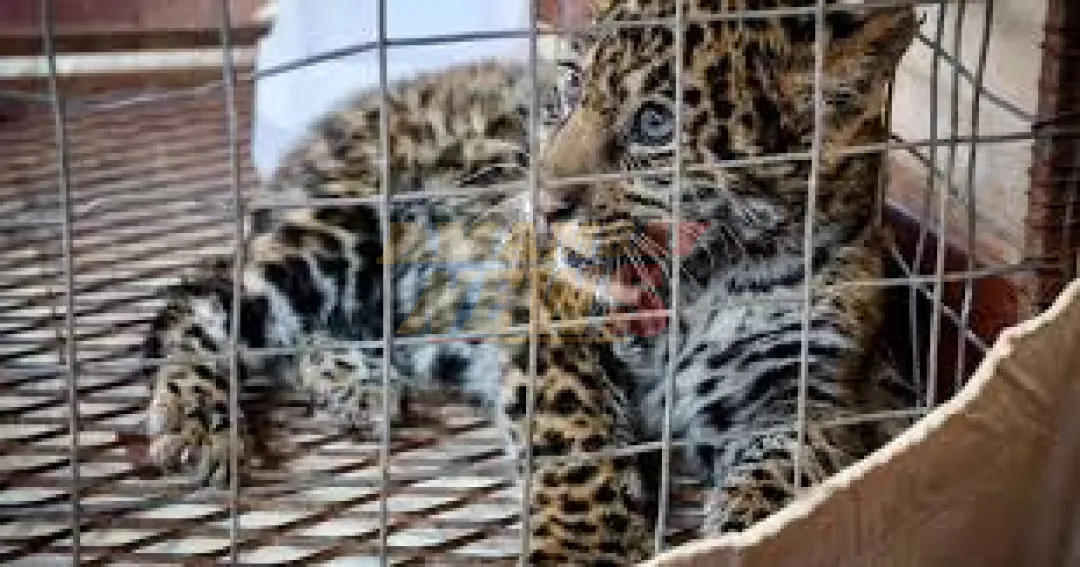 Rescatan a cachorro de jaguareté y presumen posible intento de tráfico ilegal