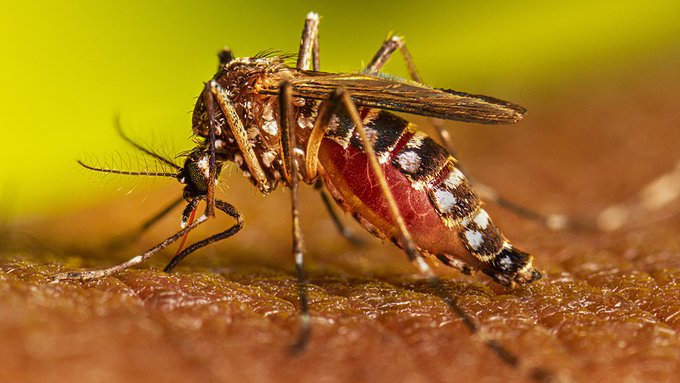 Dengue: Más de 3.500 casos y 410 hospitalizados