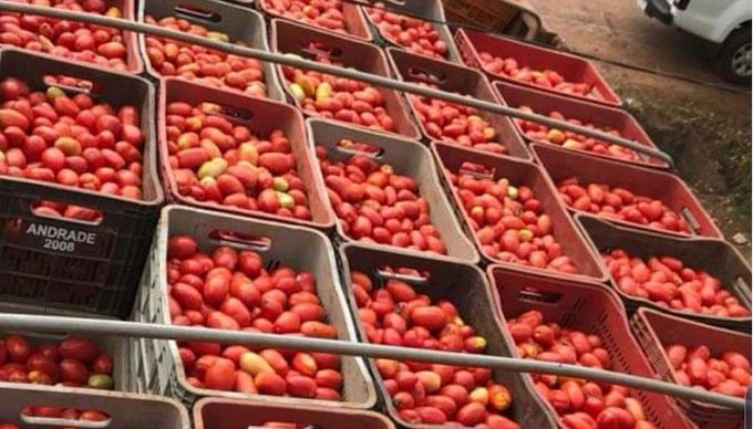Liberan importanción de tomate desde este lunes