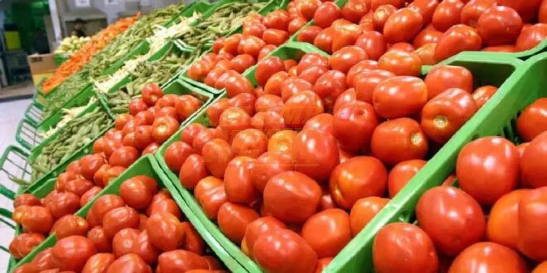 Más de 700 familias ya cosechan tomate tras el alivio climático