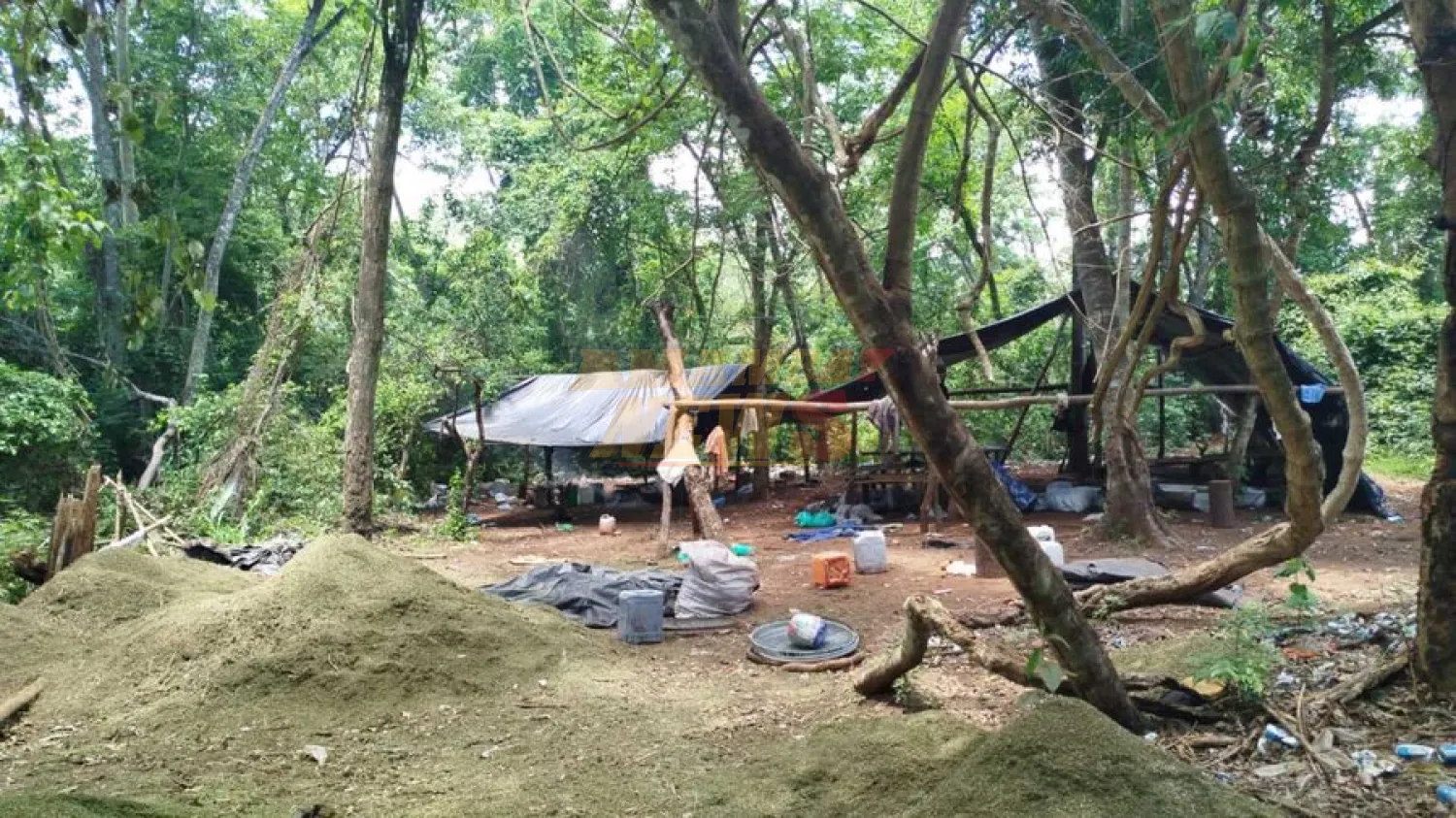 VIDEO: Agentes antidrogas destruyen 7 toneladas de marihuana en campamento narco de PJC