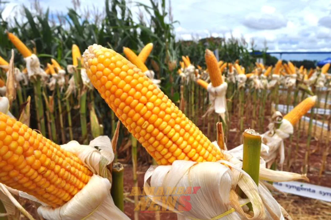 Científicos paraguayos revelan riesgos en maíz local