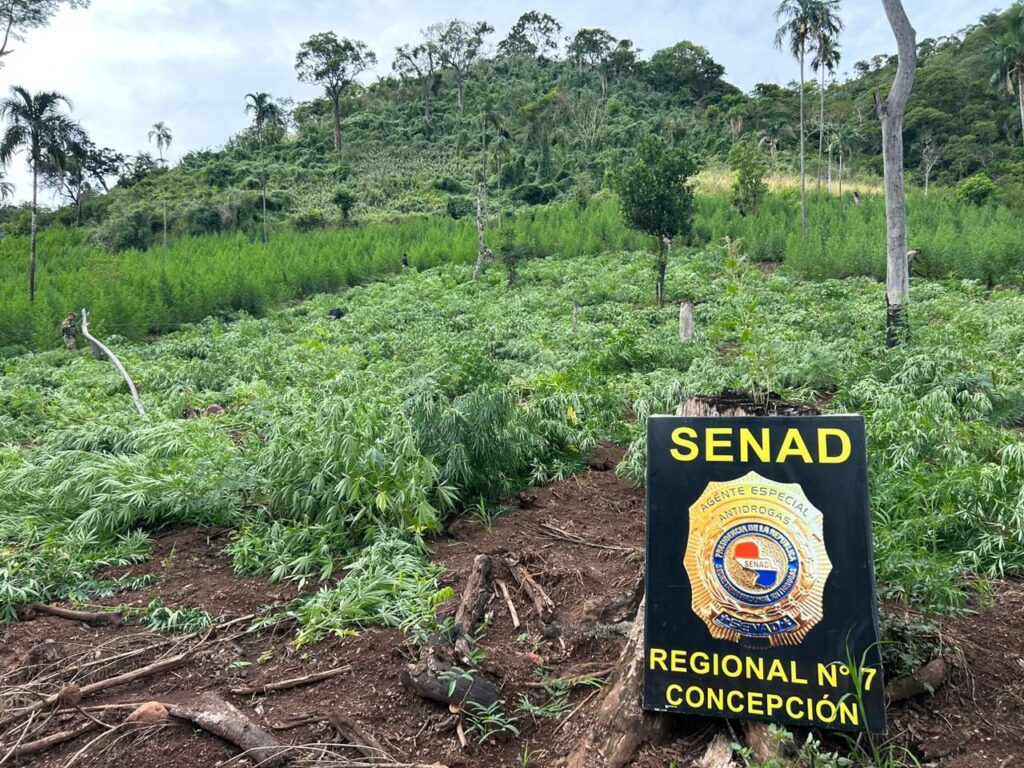 En operativo, desmantelan cultivos de marihuana en Yby Yaú