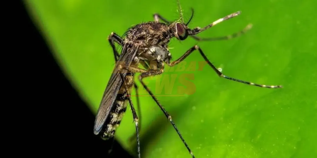 Dengue: reportan aumento de notificación en todo el país