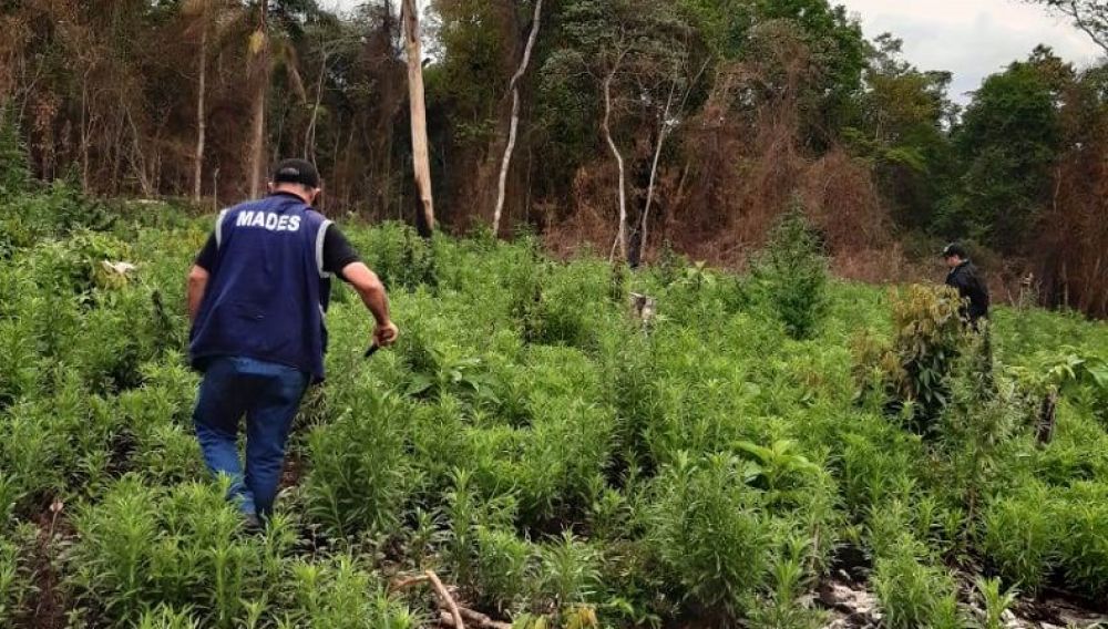 Hallan y destruyen marihuana en Parque Nacional Caazapá