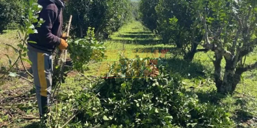 Desplome de precio de yerba mate golpea al sector