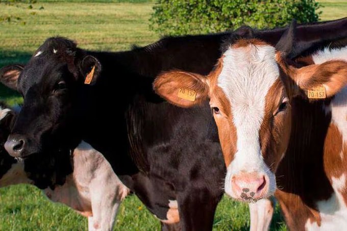 EEUU: confirman una persona con gripe aviar tras contacto con vacas lecheras infectadas