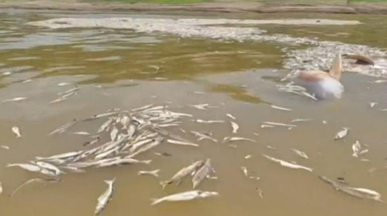 Hallan cerca de 110 delfines de río muertos en un lago de la Amazonía brasileña