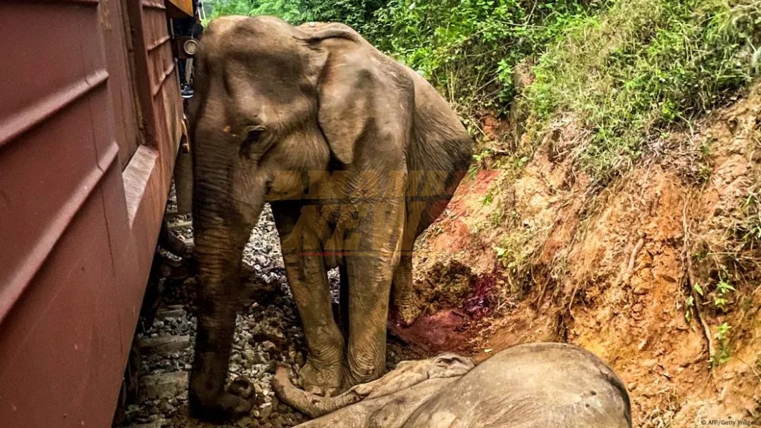 Tren embiste elefantes y descarrila en Sri Lanka