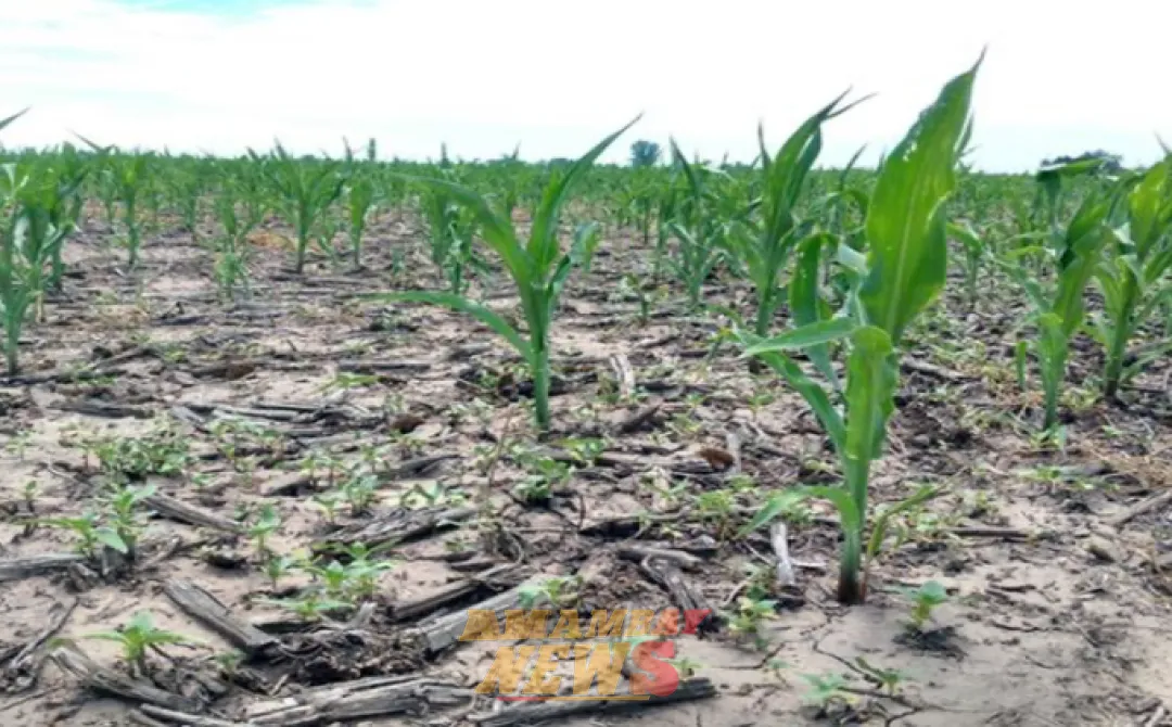 Fenómeno de “La Niña” causará alteraciones en los cultivos por inestabilidad en temporadas de lluvia