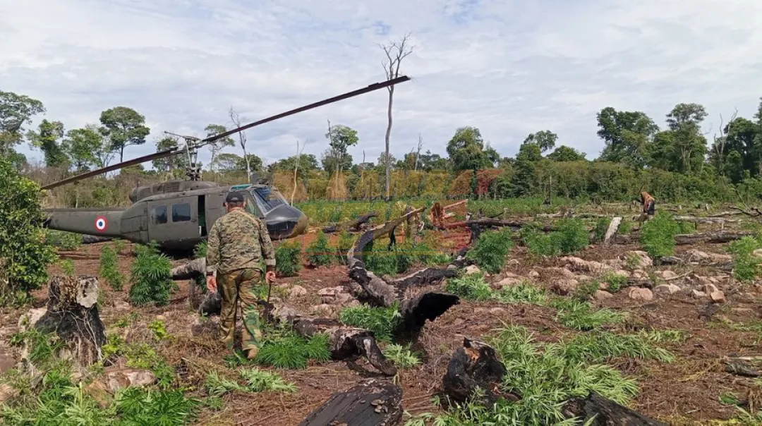 Operativo permite hallar y destruir más de 60 toneladas de marihuana dentro del Parque San Rafael