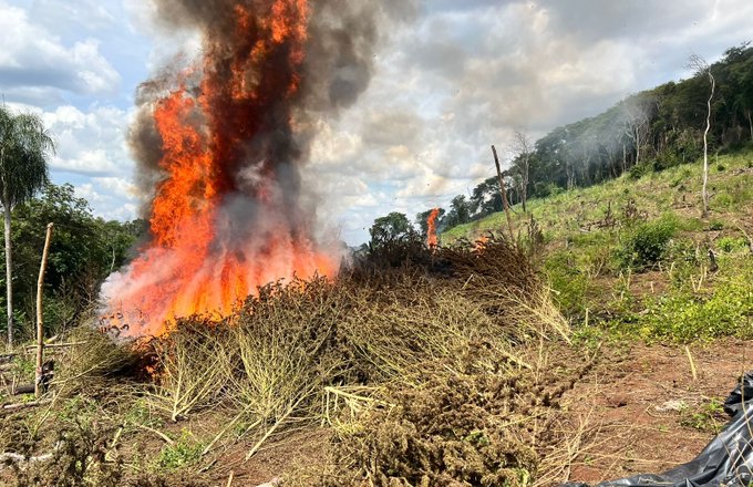 Destruyen más de 14 toneladas de marihuana en punto de acopio en Amambay