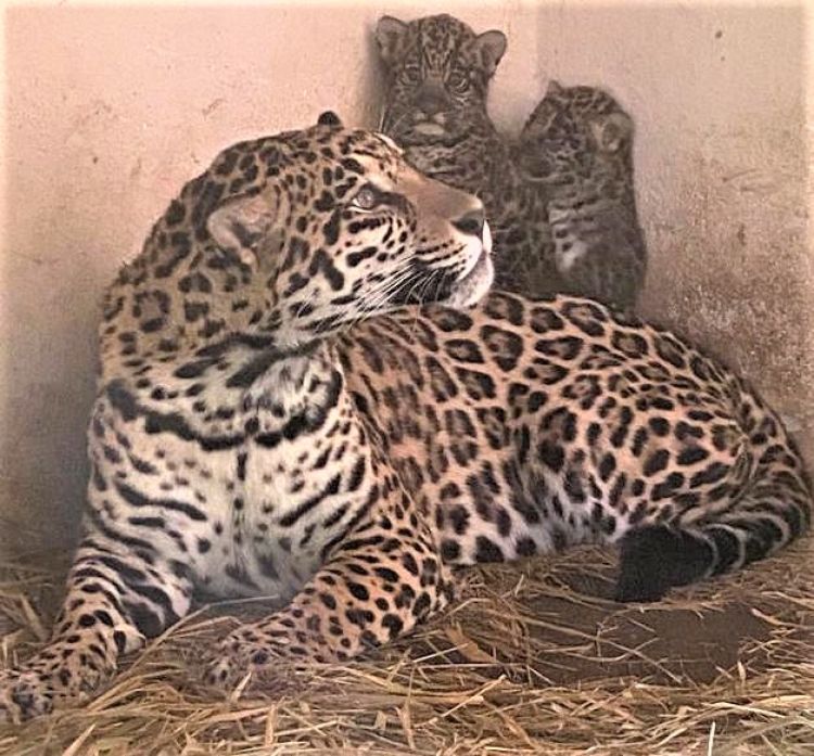 Nacen dos crías de yaguareté en el Refugio Faunístico Atinguy de Yacyretá