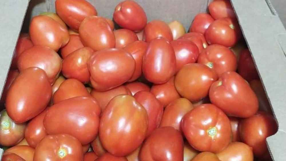 MAG duda de que el precio del tomate baje con habilitación de la importación