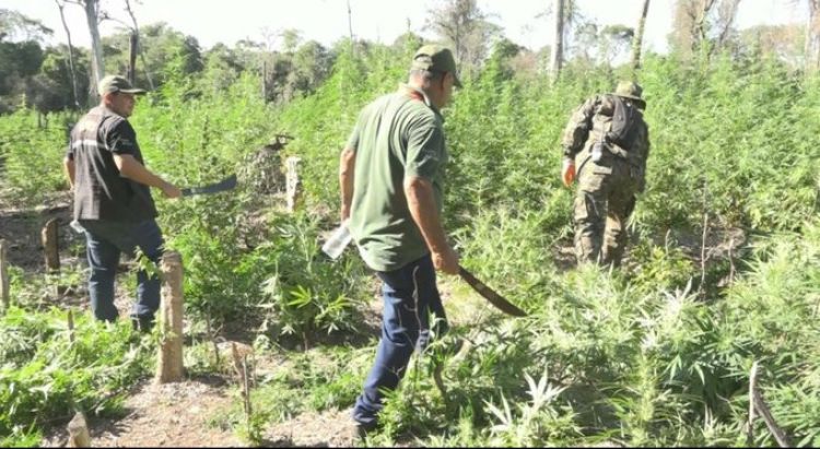 Destruyen plantaciones de marihuana en Parque Nacional Serranía San Luis