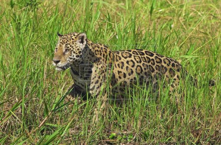 Los incendios en Brasil amenazan al mayor felino de América