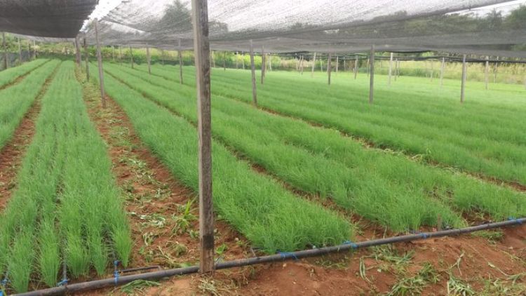Crédito Agrícola anuncia refinanciación a 33.000 productores
