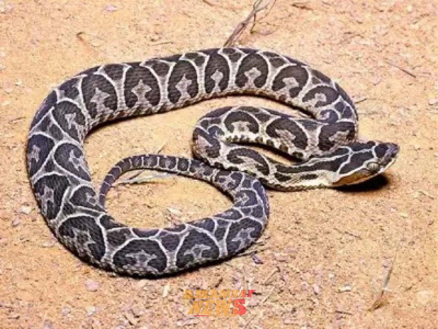 Bomberos retiran una serpiente hallada en una casa de Ñemby