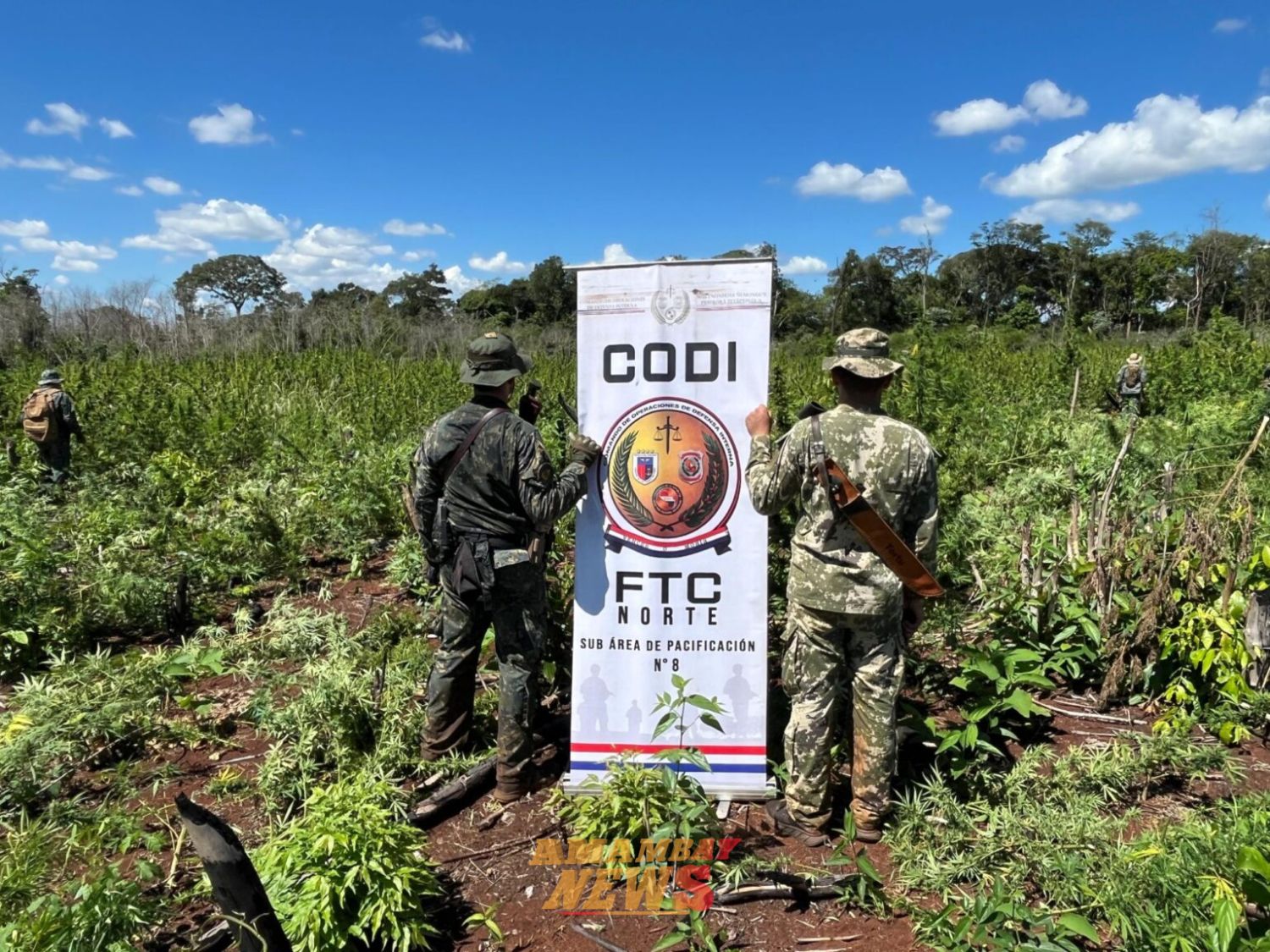 Operativo “Escudo Guaraní” destruye 60 toneladas de marihuana en Amambay