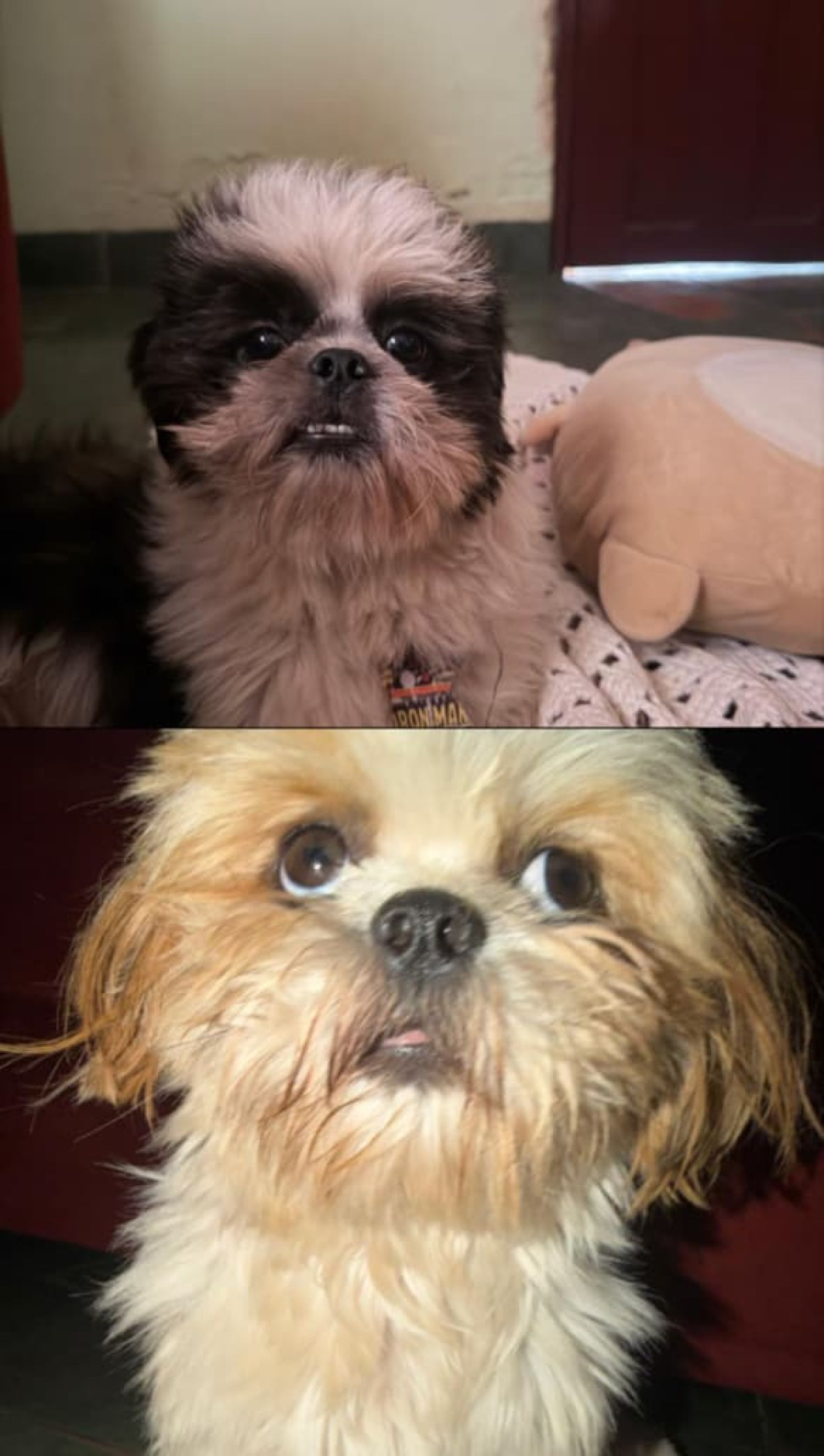 ¡SE BUSCAN! Dos Shih Tzu extraviados en Bella Vista Norte, habrá recompensa