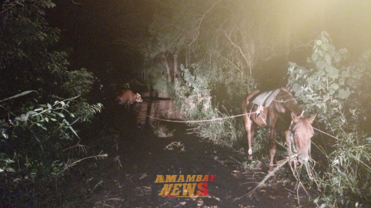 Incautan animales presuntamente robados en Paso Horqueta