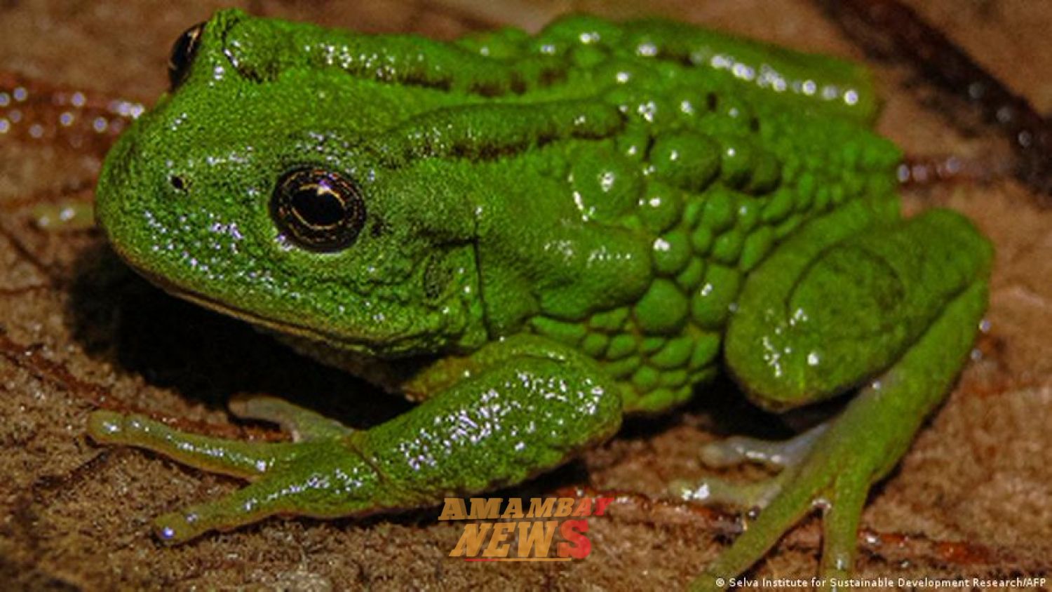 Hallan nueva especie de "rana marsupial" en Amazonía peruana