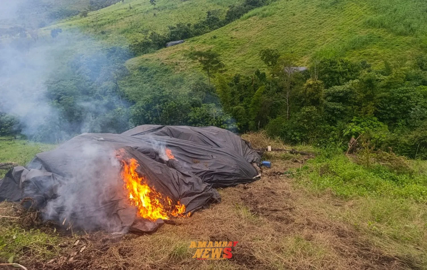 Desmantelan 42 campamentos y 126 toneladas de marihuana en la Colonia Estrella