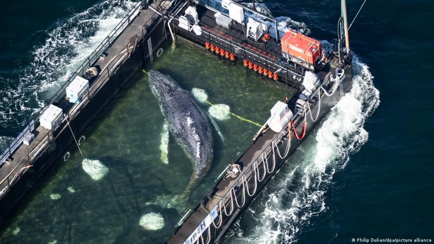 La ballena "Timmy": rescate espectacular con final incierto