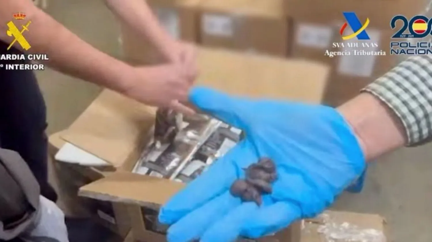 Incautan en España 62 kilos de pasta de cocaína ocultos en un cargamento de chocolates