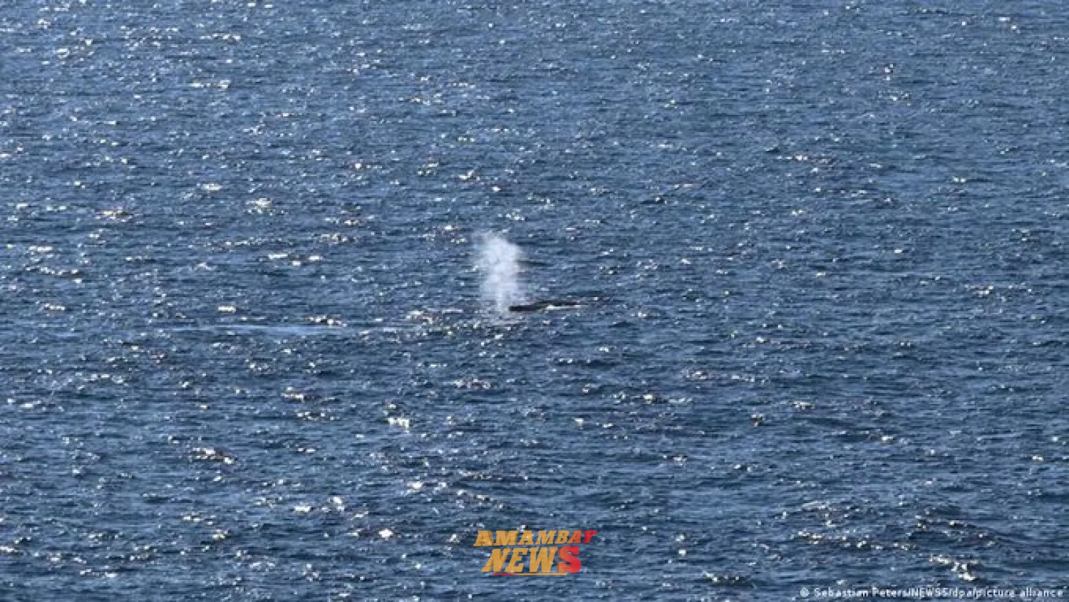 Timmy, la ballena jorobada, liberada en el mar del Norte
