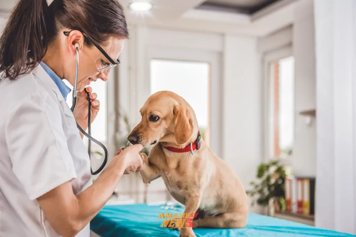 Plantean por ley crear red de veterinarias municipales en todo el país