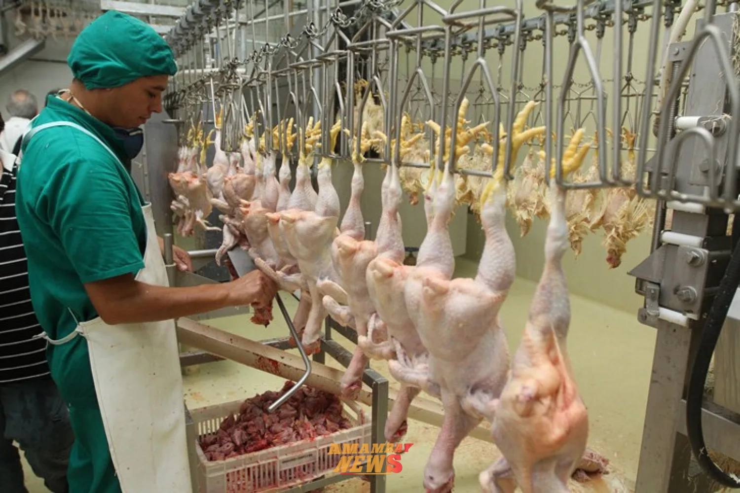 Taiwán abre sus puertas al pollo paraguayo y proyecta millonario impacto para la industria avícola