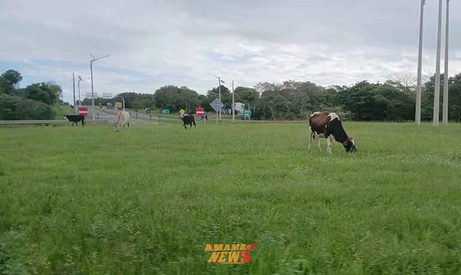 Vacas sueltas generan peligro sobre la Ruta PY02 en Coronel Oviedo