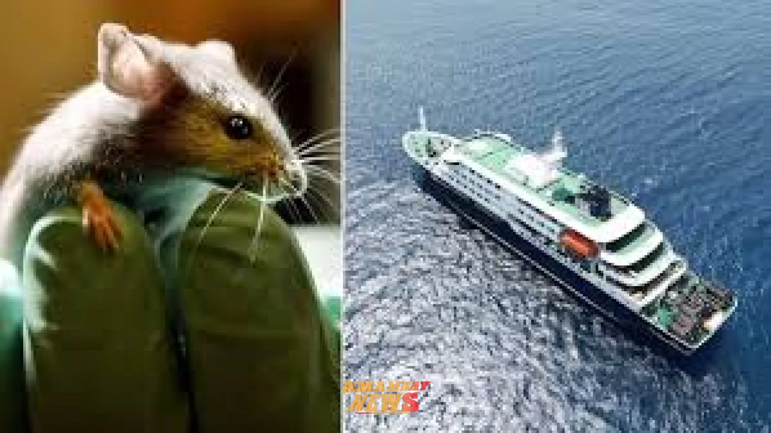 Francia y EE. UU. confirman casos positivos de hantavirus