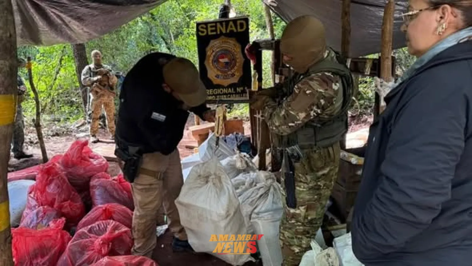 SENAD lidera operativo y destruye más de 7 toneladas de marihuana en Amambay