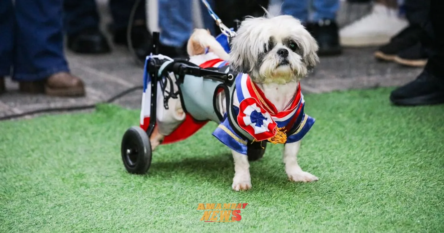 Fabrican carritos para devolver movilidad a mascotas rescatadas