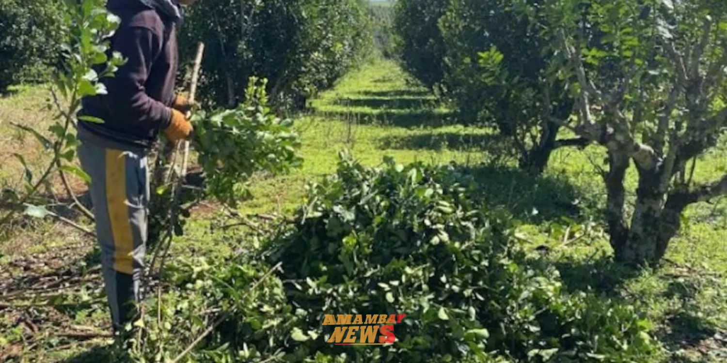 Declaran en emergencia a pequeños productores de yerba mate por crisis en precios