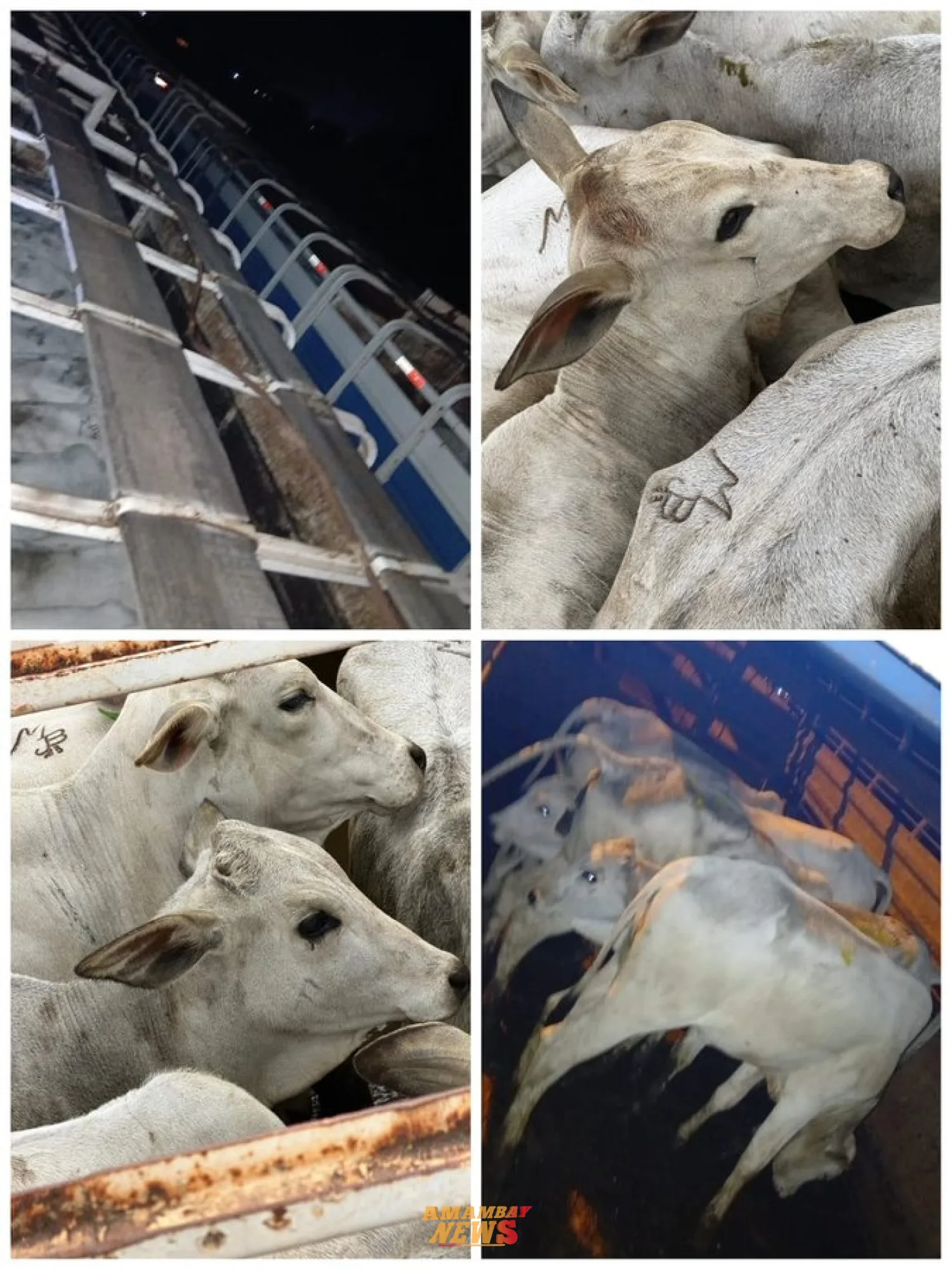 3 tractocamiones con 150 animales vacunos fueron incautados en el Dpto de Concepción