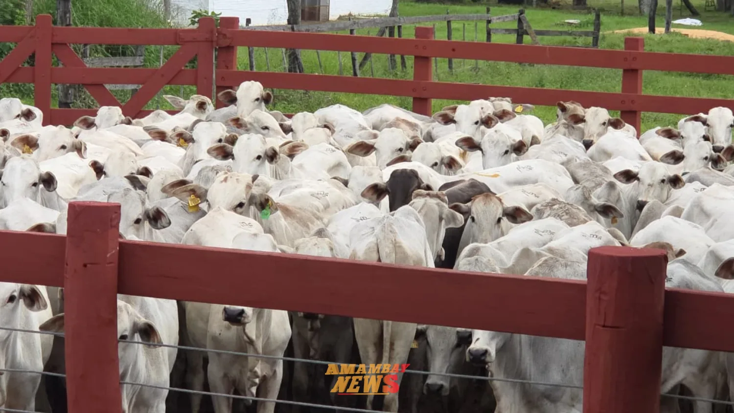 Detectan 13 animales con presunta procedencia brasileña entre ganado retenido en Concepción