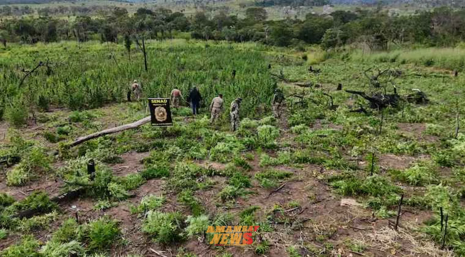 Golpe al narcotráfico: pillan complejo de marihuana en Bella Vista Norte