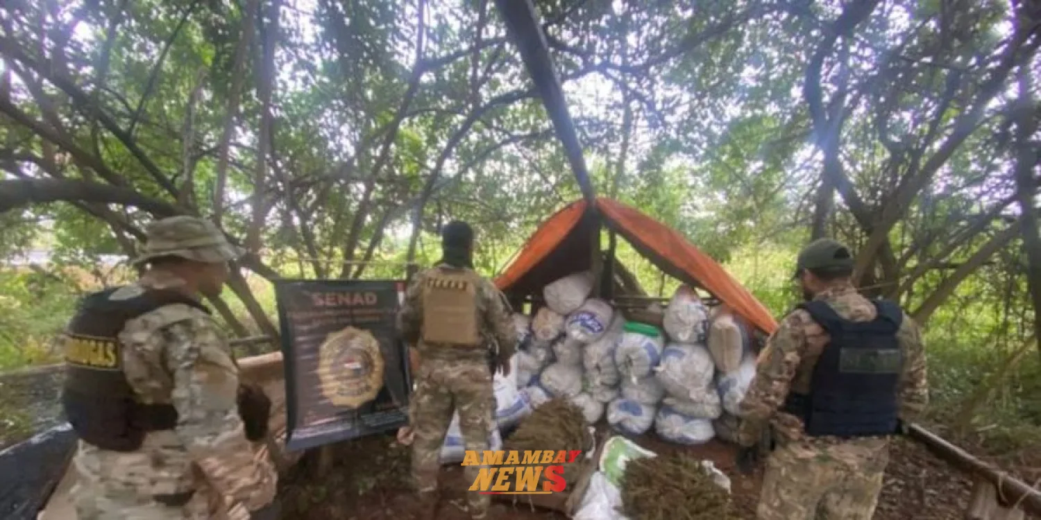 Desmantelan base narco y destruyen más de 12 toneladas de marihuana en Canindeyú