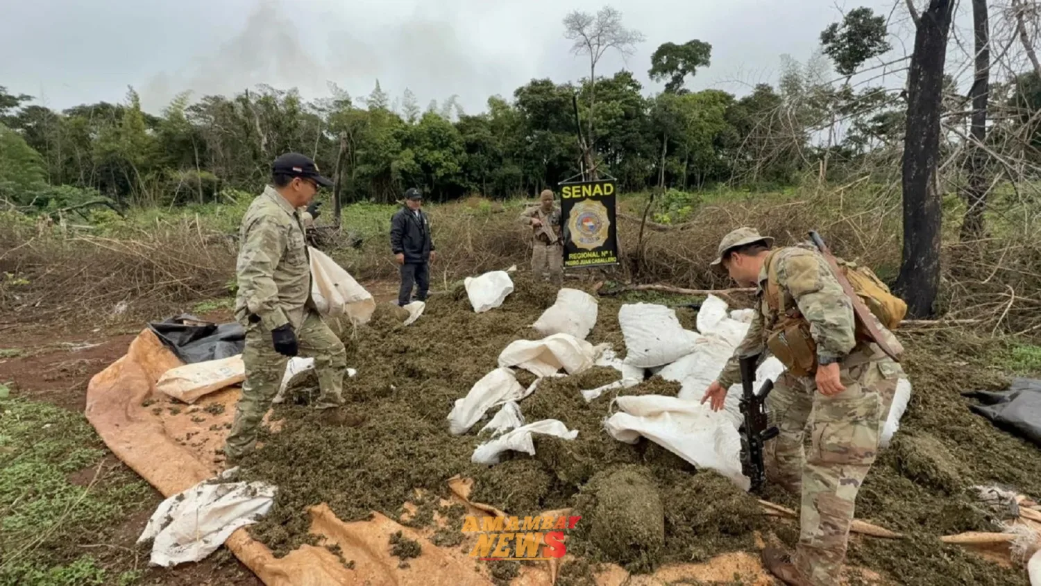 VIDEO: Senad destruye megacampamento de procesamiento de marihuana en Pedro Juan Caballero