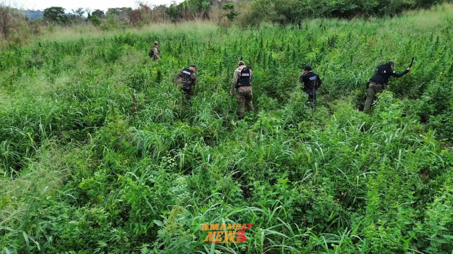 Destruyen seis hectáreas de marihuana tras un allanamiento en Cerro Corá
