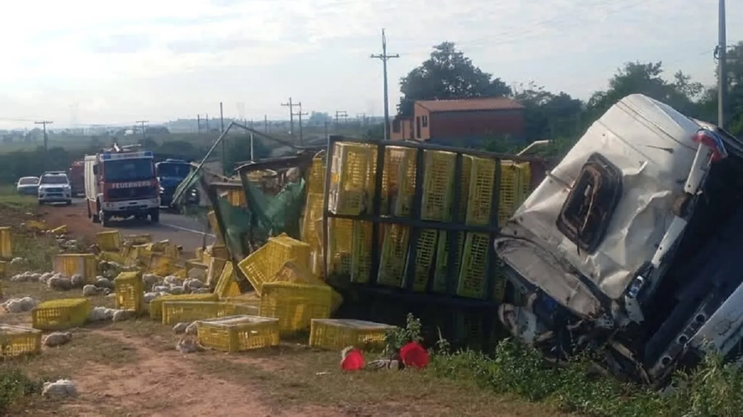 Vuelco de camión con más de 4.000 gallinas termina con reparto de aves muertas a pobladores en Emboscada