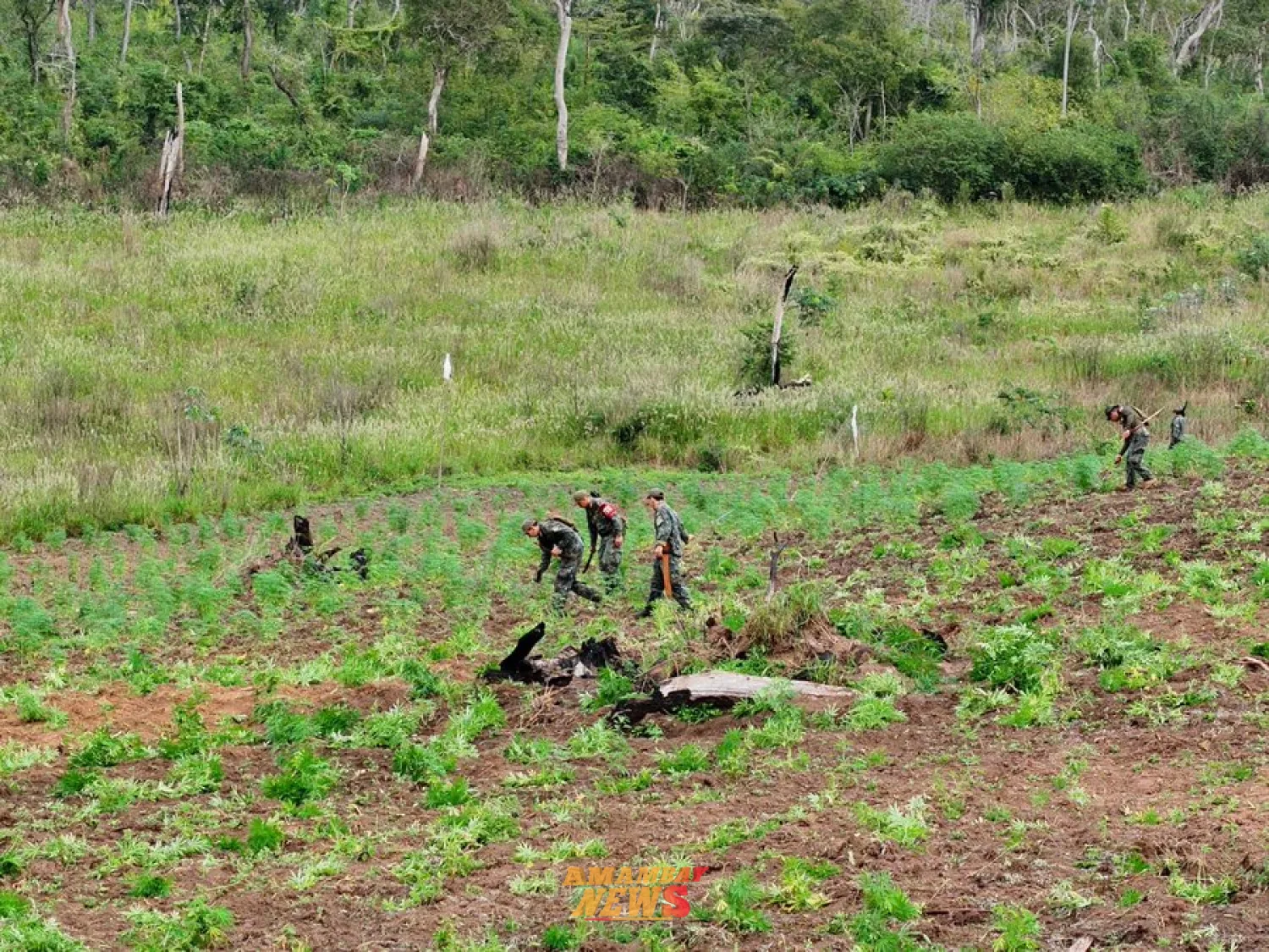 Erradican 13 hectáreas de presunta marihuana en un inmueble rural de Sargento José Félix López
