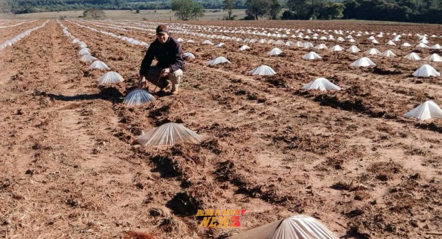 Productores implementan micro túneles en cultivo de sandía para ganarle al clima y adelantar cosecha