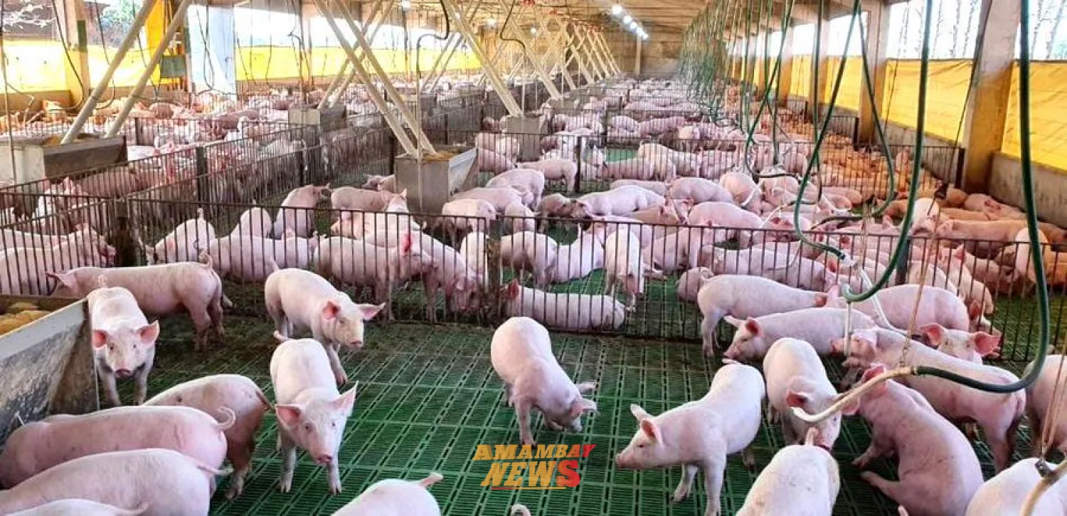 Productores de cerdo denuncian ingreso masivo de productos porcinos de contrabando