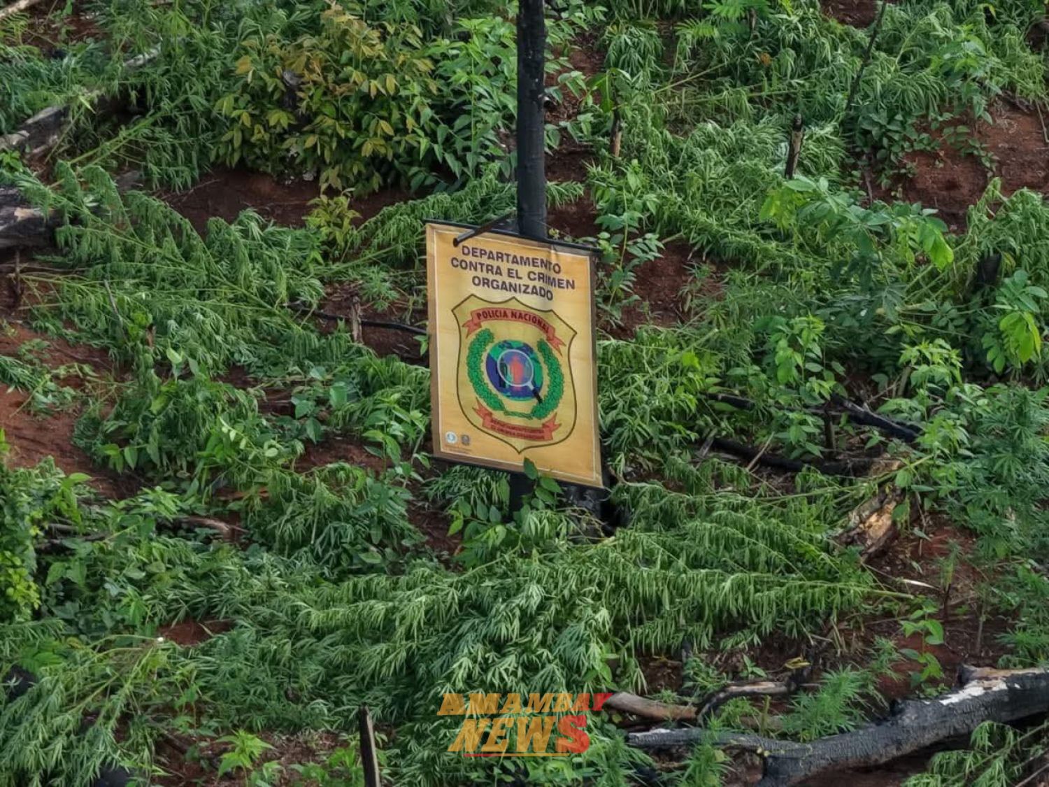 Destruyen 10 hectáreas de marihuana y 10 kilos de semillas en la Reserva 7 Montes de Canindeyú
