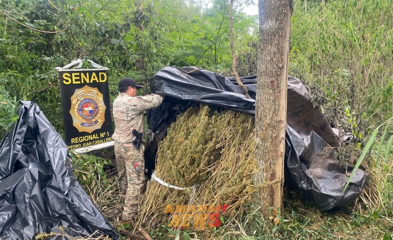 SENAD elimina casi 5 toneladas de marihuana y desmantela campamento narco en Capitán Bado