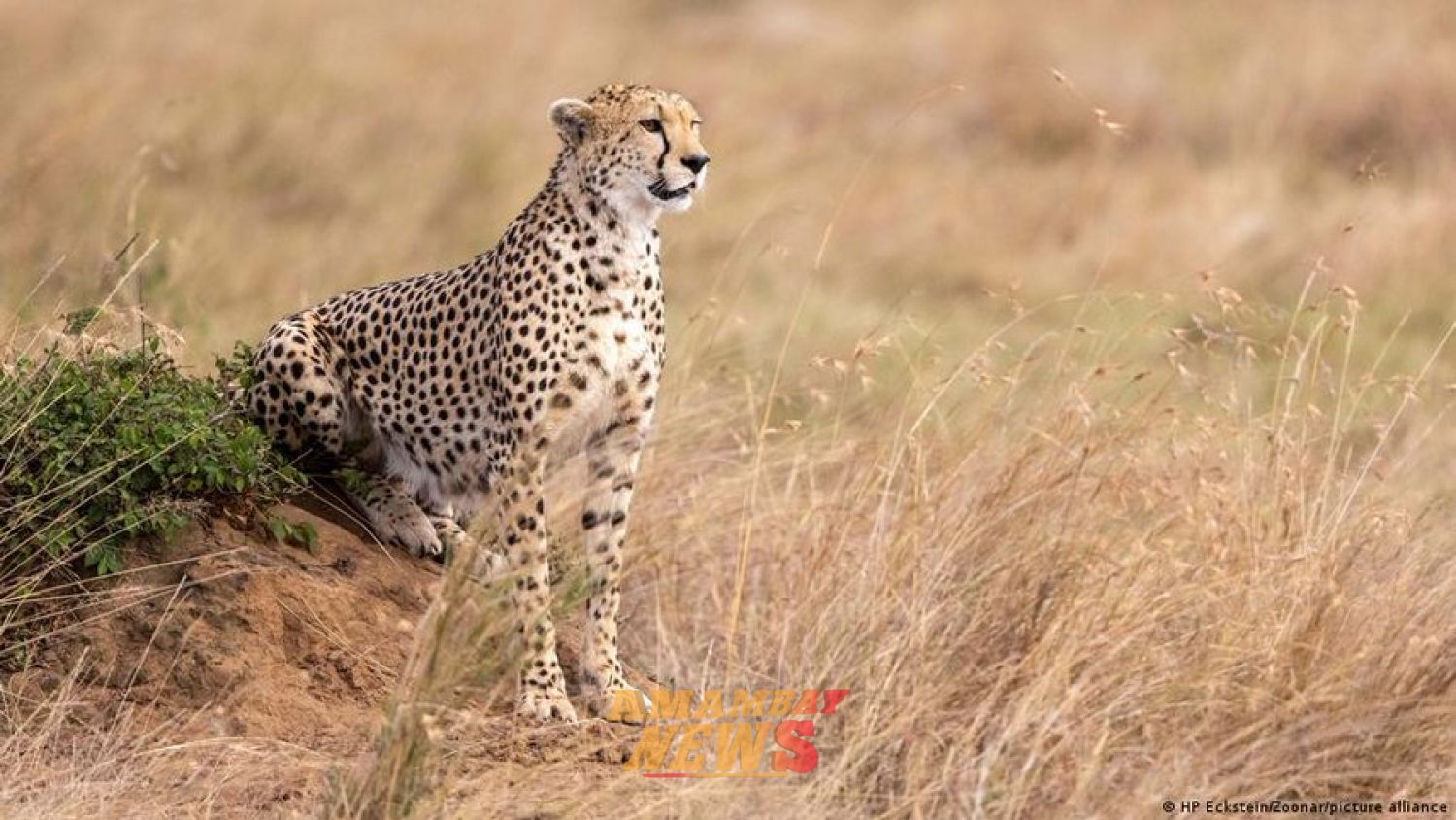 La ONU declara 40 nuevas especies protegidas